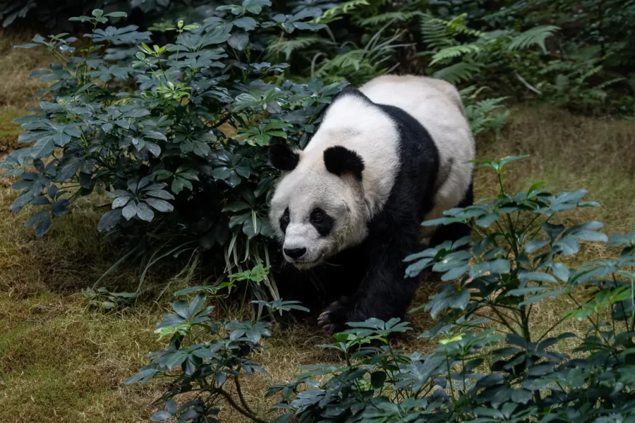 El oso panda An An en 2020. Foto: EFE